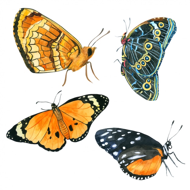 Schmetterlingsaquarellsammlung Hand gezeichnet gemalt