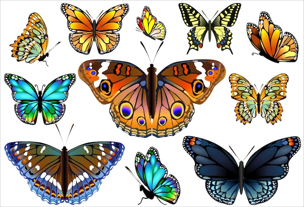 Schmetterlingsillustrationen