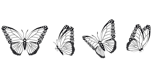Schmetterlingsschattenbild in 4 wahlvektoren im lokalisierten hintergrund