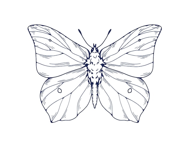 Schmetterlingszeichnung im vintage-stil brimstone skizziert eingravierte motte retro handgezeichnetes insekt detaillierte skizzenätze gonepteryx rhamni zeichnete vektorillustration isoliert auf weißem hintergrund