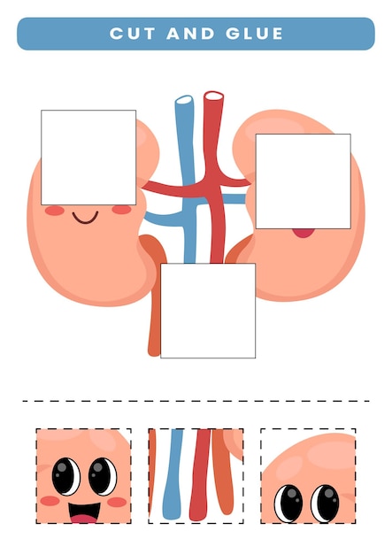 Vektor schneiden und kleben für kinder niedliche cartoon menschliche anatomie und organ