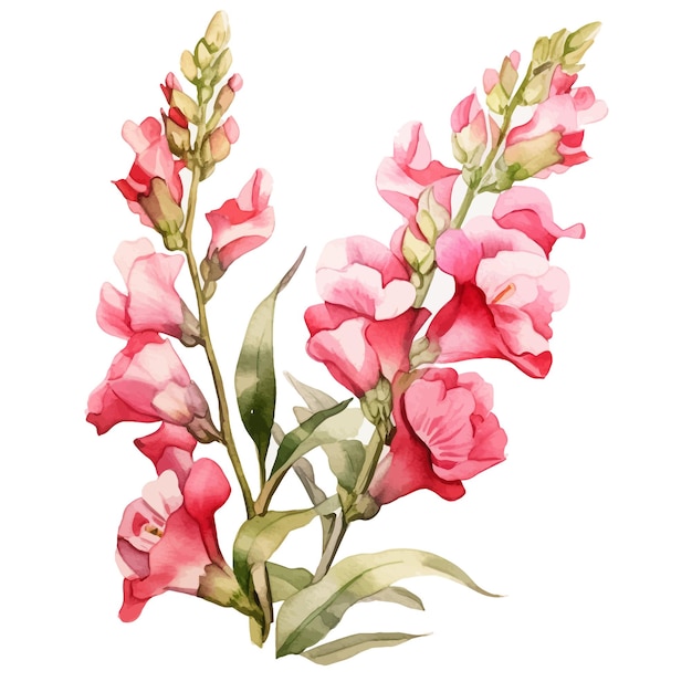 Vektor schöne aquarelle snapdragon blüten clipart und blätter aquarelle blumenelemente