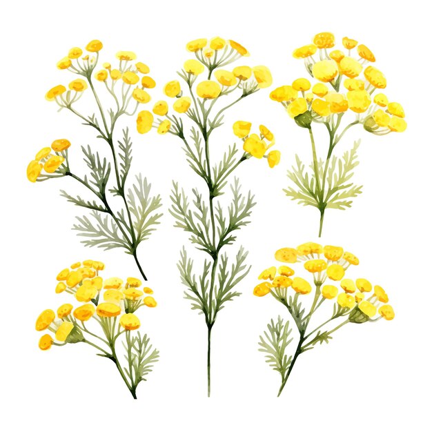 Vektor schöne aquarelle tansy blüten clipart und blätter aquarelle blumenelemente.