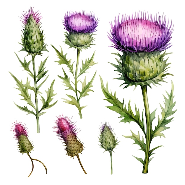 Vektor schöne aquarelle thistle blüten clipart und blätter aquarelle blumenelemente.