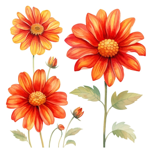 Vektor schöne aquarelle tithonia blüten clipart und blätter aquarelle blumenelemente.