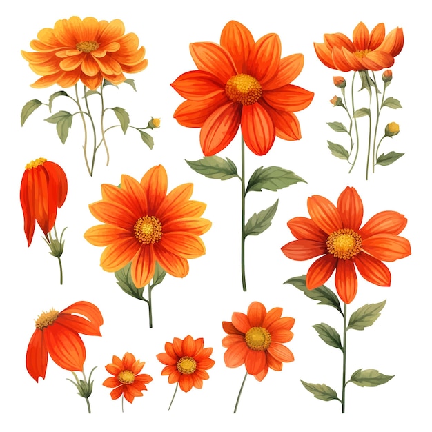 Schöne aquarelle tithonia blüten clipart und blätter aquarelle blumenelemente.