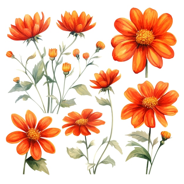 Schöne aquarelle tithonia blüten clipart und blätter aquarelle blumenelemente