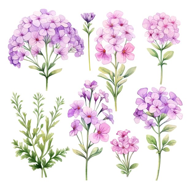 Schöne aquarelle verbena blüten clipart und blätter aquarelle blumenelemente