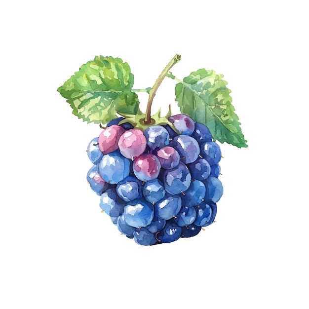 Schöne blackberry-vektorillustration im aquarell-stil
