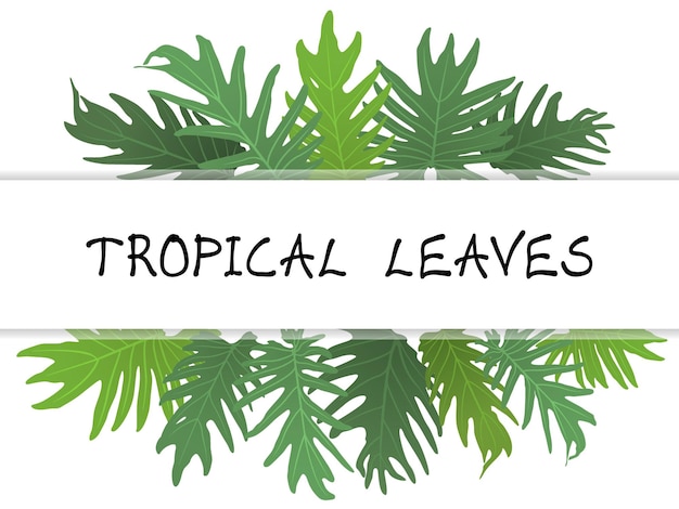 Vektor schöne botanische vektorillustration mit tropischen blättern lokalisiert auf weißem hintergrund