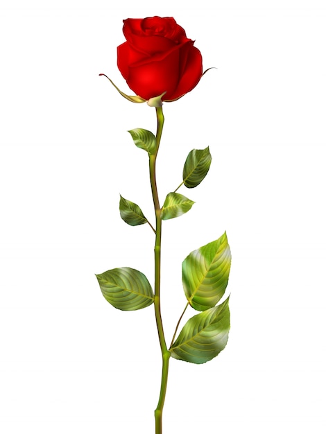 Schöne bunte rote Rose.