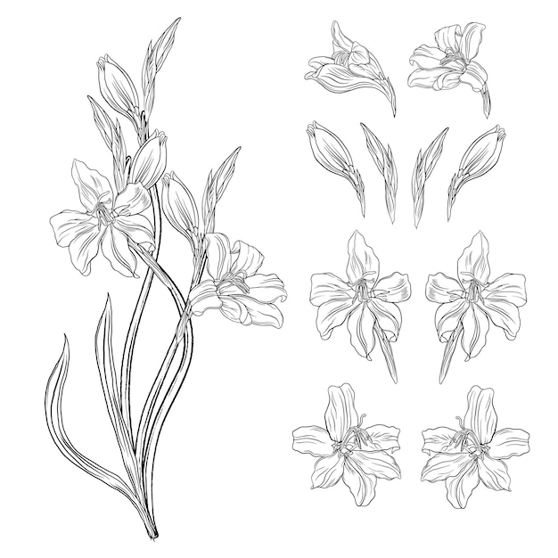 Schöne grafische Wildblumen Grafische mit Blumenkomposition5