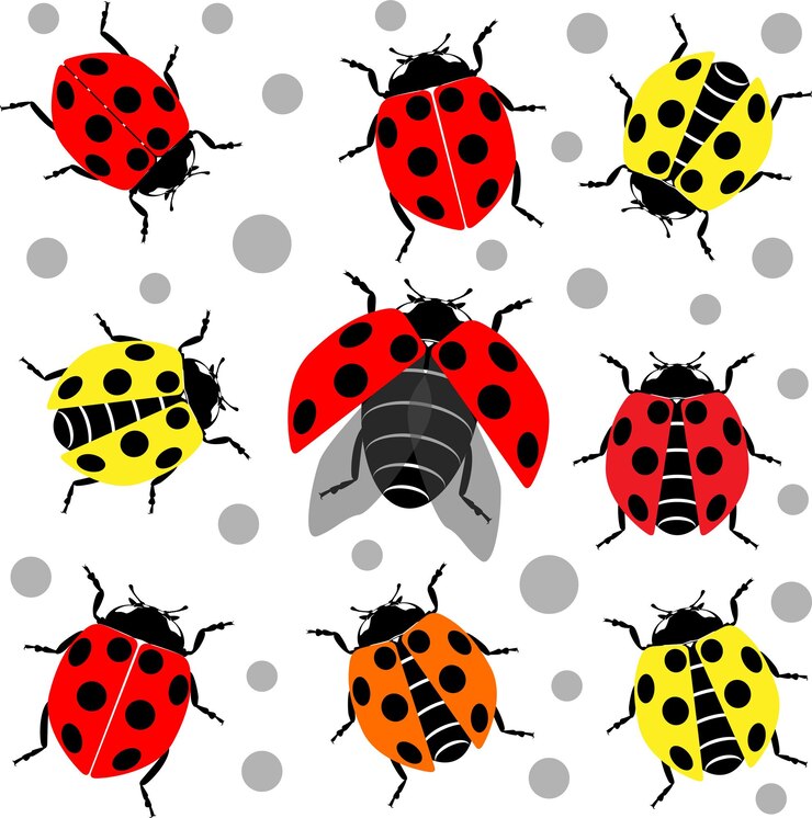 Vektor schöne marienkühe oder marienküche einfaches flaches design rot und schwarz vektorillustration auf weißem hintergrund