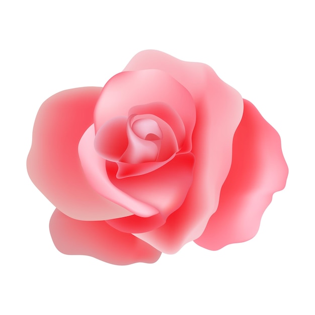 Schöne Rose isolierte Illustration auf einem weißen