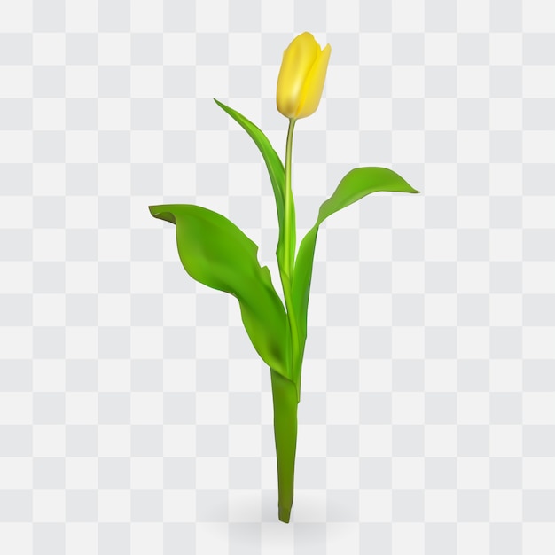 Schöne tulpen auf transparentem hintergrund.