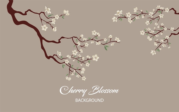 Schöne weiße sakura-blumenillustration