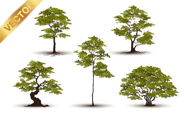 Schöner Baum realistisch auf einem weißen Hintergrund.