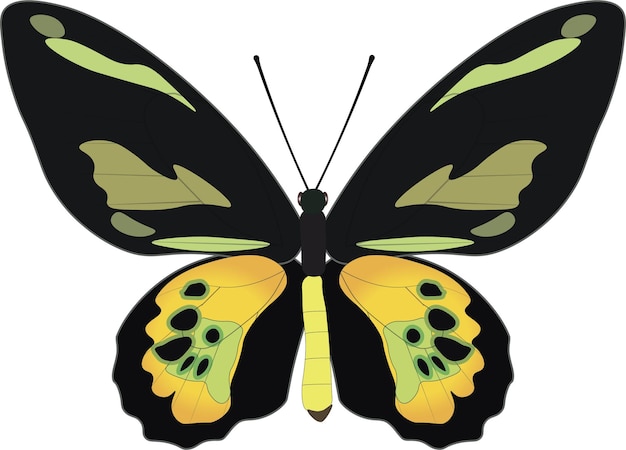 Schöner gelbgrüner Schmetterling getrennt auf Weiß. Ornithoptera rothschildi-Vektorillustration