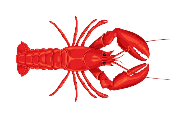 Schöner Lobster-Vektor-Illustrations-Hintergrund, isoliert auf weißem Hintergrund