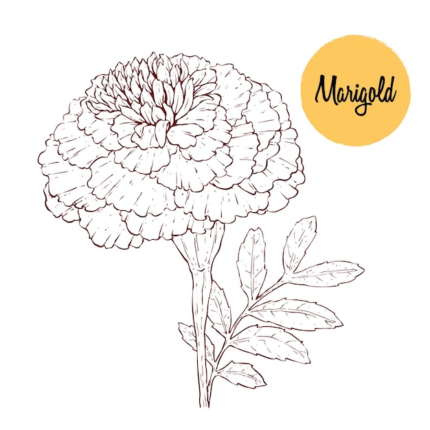 Vektor schöner ringelblumen-illustrationsvektor. handzeichnungsblume auf weißem hintergrund