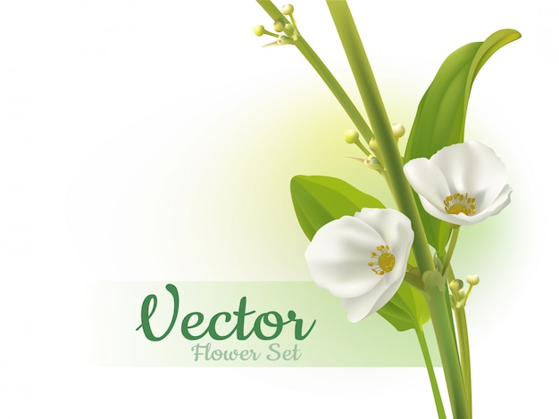Vektor schöner vektor echinodosus cordifolius