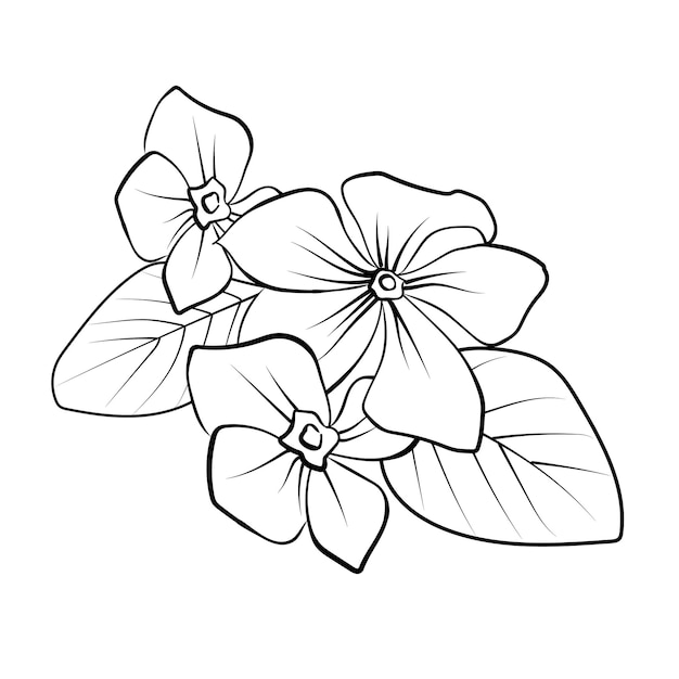 Schritt für Schritt perwinkle Blüte Zeichnung madagaskare perwinkle Zeichnung catharanthus roseus sadabahar