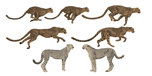 Schritt-für-Schritt-Vektor-Gepard-Lauf Isolierter Objekt auf weißem Hintergrund