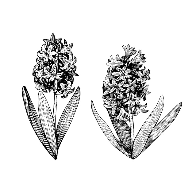 Vektor schwarz-weiß-hyacinth-zeichnung illustration in tintechnik vektorskizze im retrostil