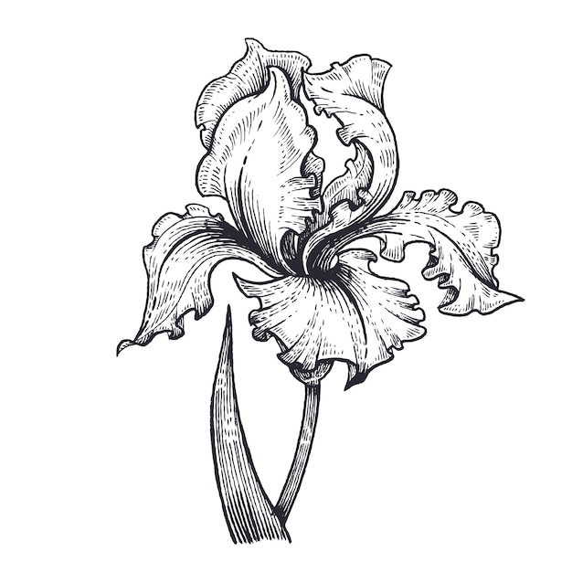Schwarz-weiß-vektor-illustration der iris-blumen-medizinpflanze