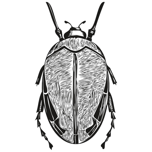 Vektor schwarz-weiße lineare farbe zeichnet käfervektorillustrationskäfer