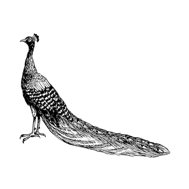 Schwarz-weißer Pfauenvogel mit langem Schwanz, grafische Illustration der tropischen Natur, realistische, detaillierte Tintencliparts