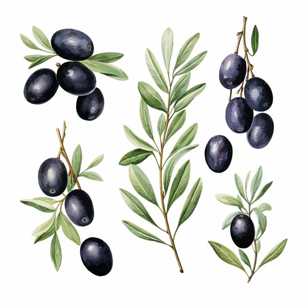 Schwarze oliven mit blättern vektor