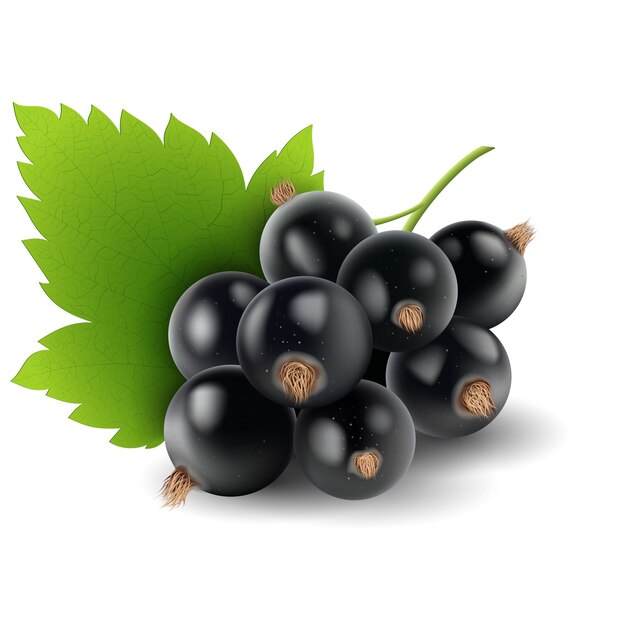 Vektor schwarze rosinenbeeren mit grünem blatt vektorillustration skizze.