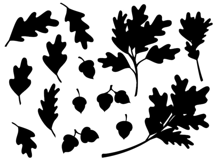 Vektor schwarze silhouette der verschiedenen eichenherbstblätter mit der flachen vektorillustration der eichel lokalisiert auf weißem hintergrund.