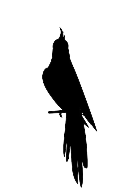 Vektor schwarze silhouette süßer erwachsener papagei des normalen grauen nymphensittichs, der auf zweigvektorillustration sitzt