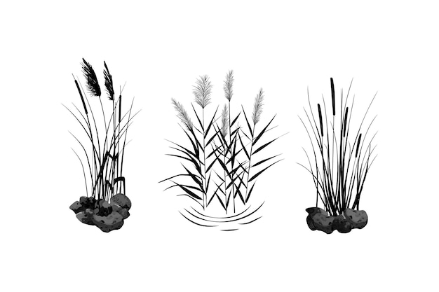 Vektor schwarze silhouette von schilfsegge, steinrohrkolben oder gras auf einer weißen hintergrundvektorillustration