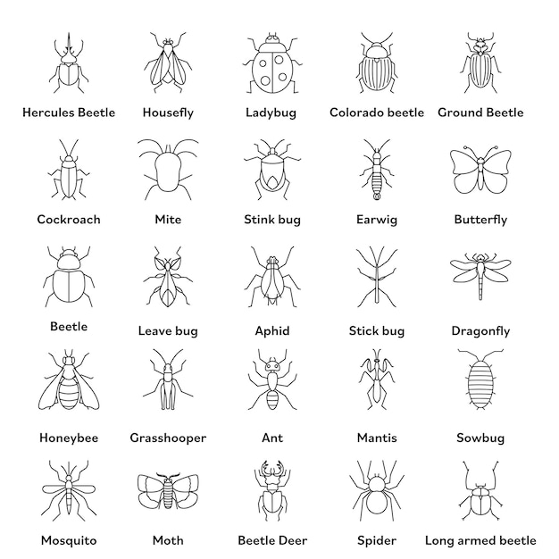 Schwarzer linearer Stil verschiedener Insekten Name oder Symbolsatz