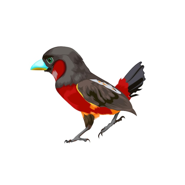 Schwarzer und roter broadbill-vektor