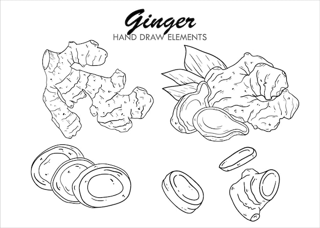 schwarzes ingwer handgezeichnetes element auf weißem hintergrund.