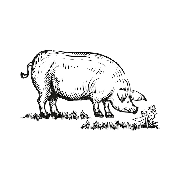 Vektor schwein im gras monochrome freihandskizze vektorillustration