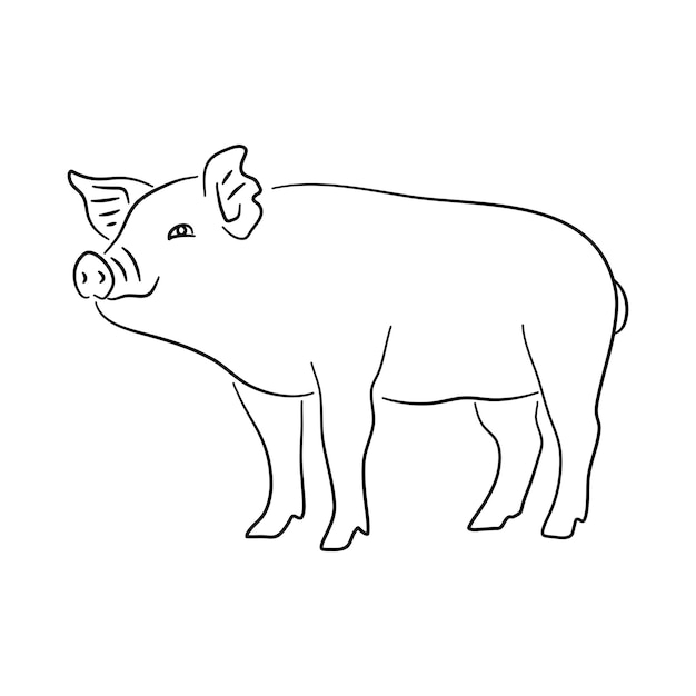Schwein in Schwarz und Weiß