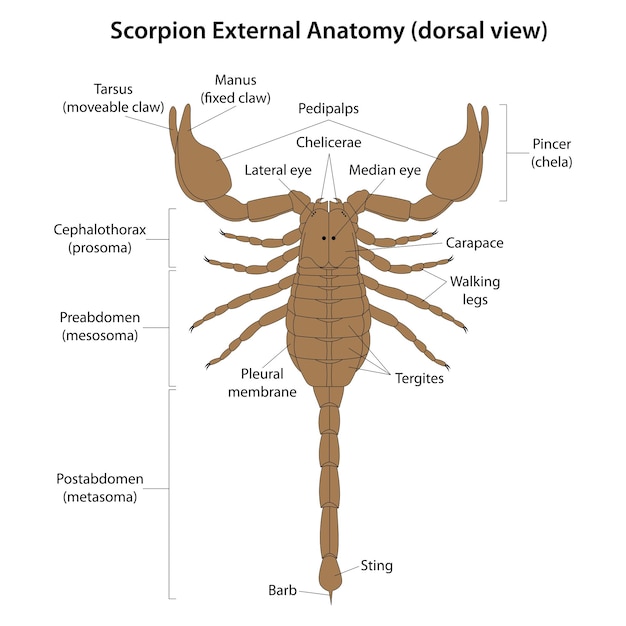 Vektor scorpion externe anatomie dorsalansicht