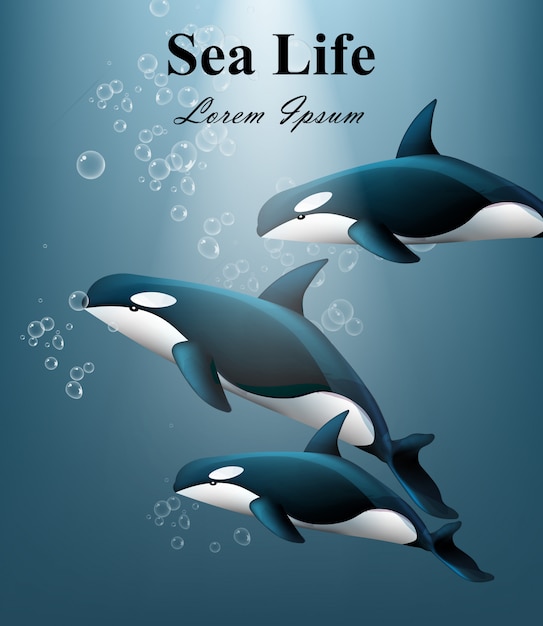 Sea life mit walen unter wasser