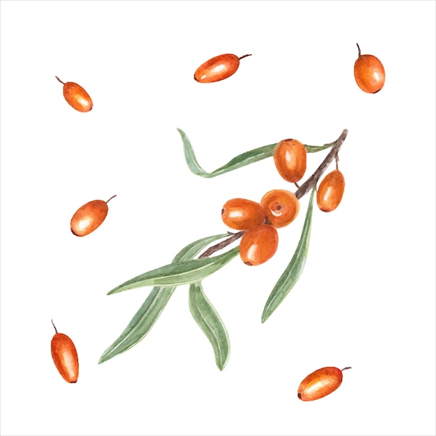 See-buckthorn-zweig mit beeren grüne blätter isoliert auf weißem aquarell botanische illustration