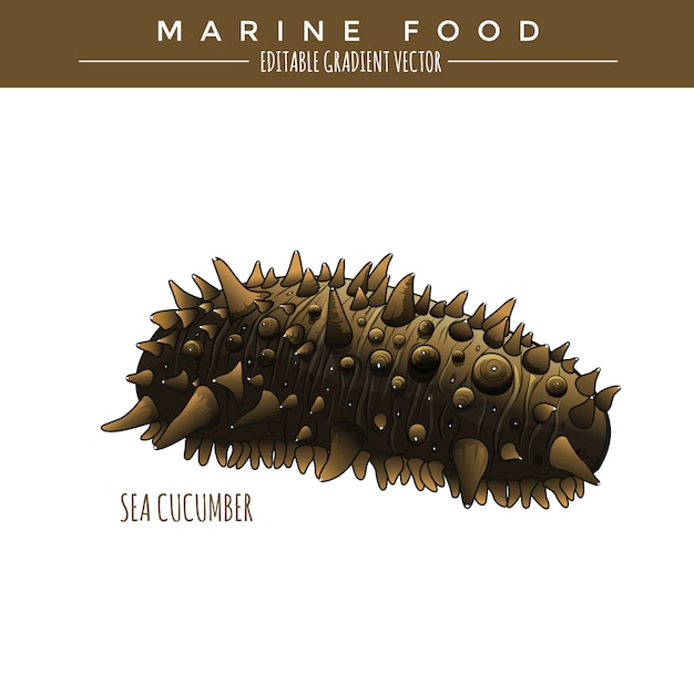 Seegurke. marine food