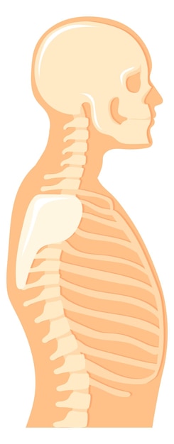 Vektor seitenansicht des menschlichen oberkörpers anatomische darstellung