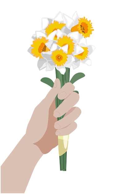 Seitenansichthand, die ein Bündel Narzissenblumen, lokalisiert auf weißem Hintergrund hält