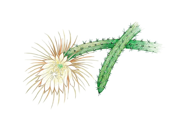 Vektor selenicereus cactus oder moonlight cacti eine sukkulente mit scharfen dornen für die gartendekoration