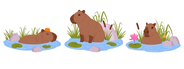 Semiaquatic capybara cartoon süße capybaras sitzen im wasser lustige wildtiere pflanzenfresser säugetier nagetier flache vektorgrafiken