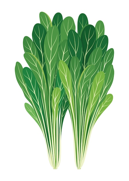 Senf, Grünes Gemüse, Spinat, Pak Choy, Vektor, Gemüse, Illustration